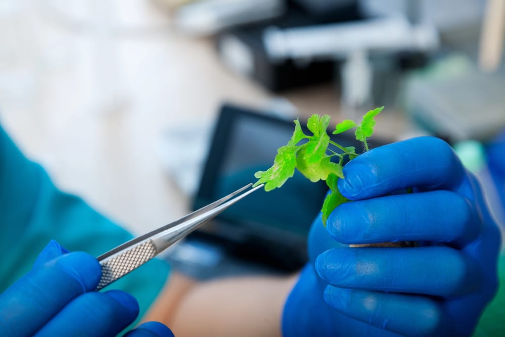 Laboratório De Genética De Plantas E Suas Inovações Tecnológicas